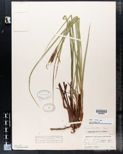 Carex stricta