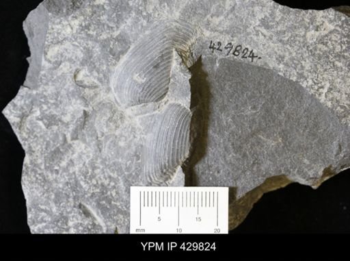 Palaeoneilo sp.