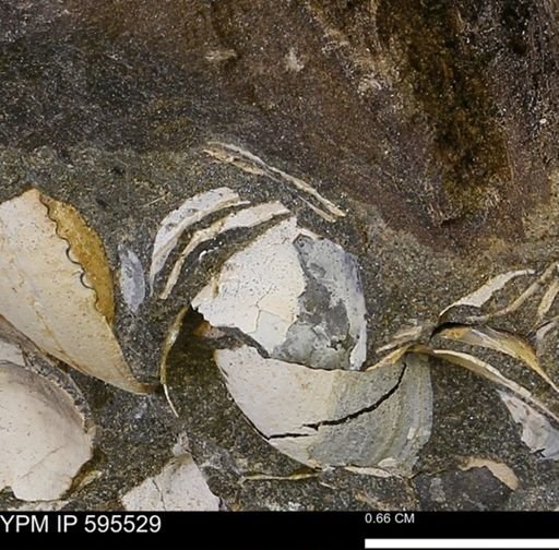 Protocardia sp.