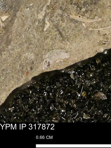 undet. Mollusca