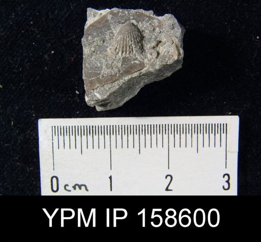 Rhynchotrema anticostiensis