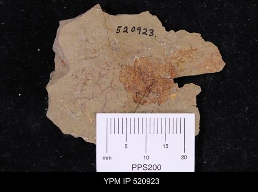 undet. Echinodermata
