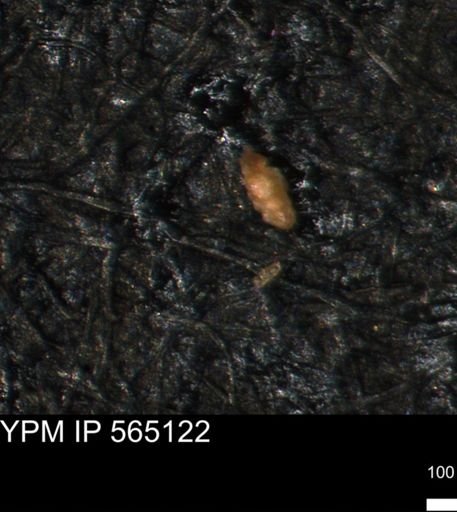 Verneuilina canadensis
