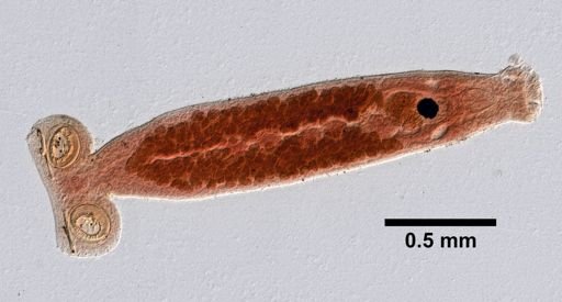Sphyranura osleri