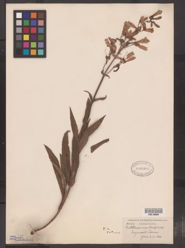 Penstemon hirsutus