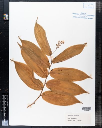 Maianthemum