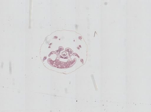 Prenolepis imparis