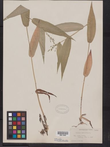 Panicum latifolium