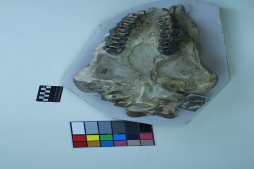 Caenopus tridactylus