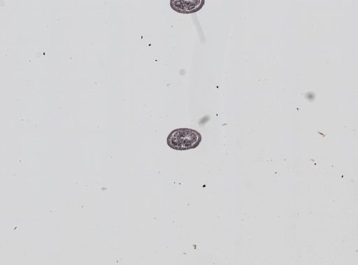 Plagiostomum whitmani