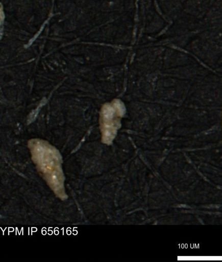 Verneuilina canadensis