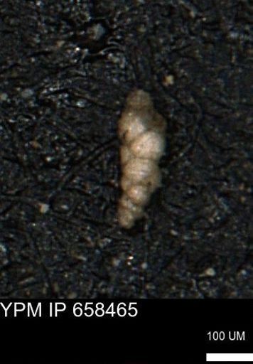 Verneuilinoides kansasensis