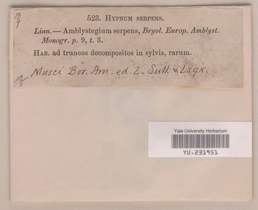 Amblystegium serpens