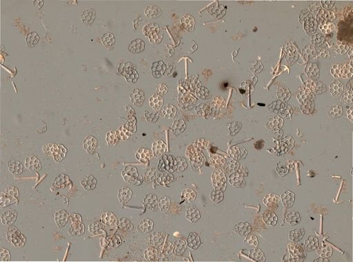Synapta