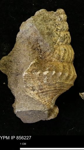 Drepanochilus sp.