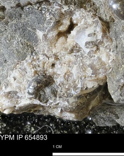 undet. Ammonoidea