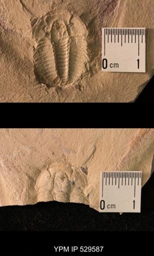 Trilobita