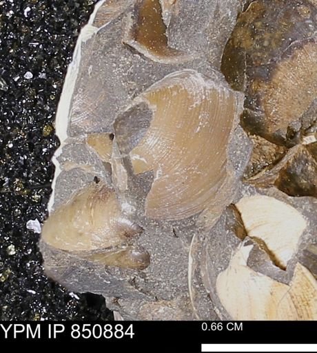 Limopsis striatopunctatus