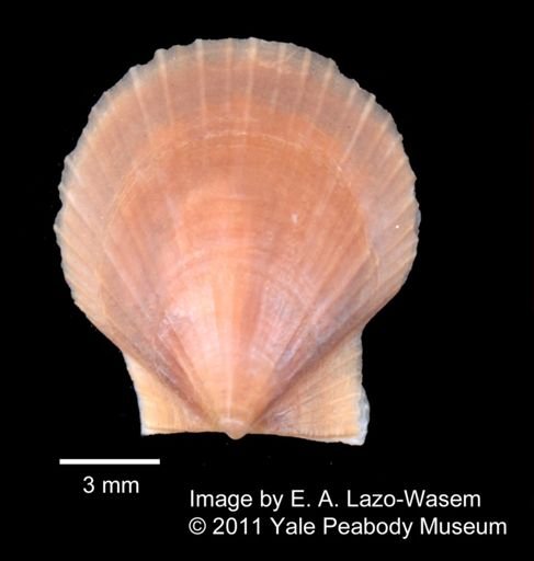 Placopecten magellanicus