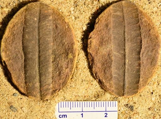 Pecopteris sp.