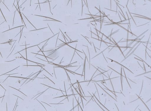Halichondrida