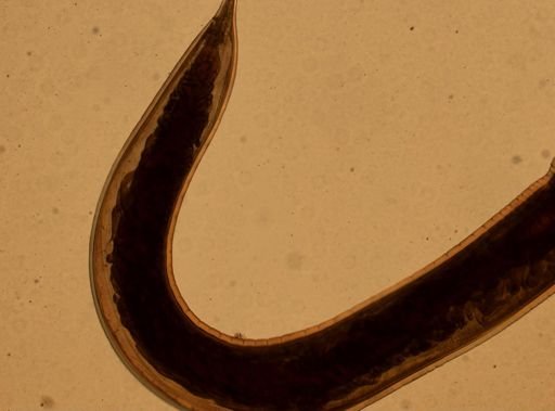 Ancylostoma caninum