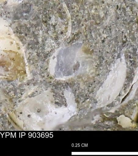 undet. Bivalvia
