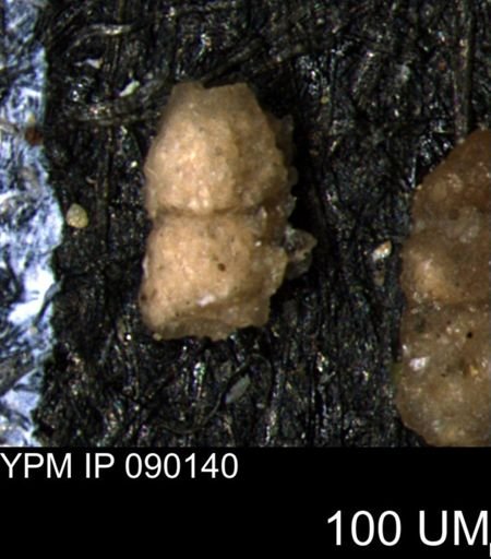Ammobaculites euides