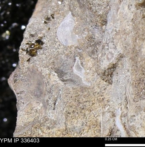 undet. Mollusca