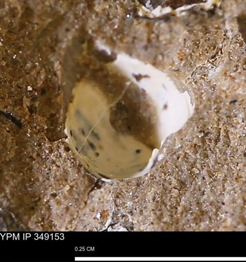 undet. Mollusca