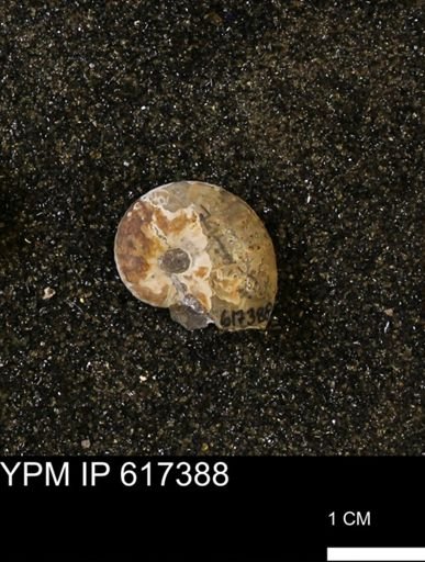 Discoscaphites sp.
