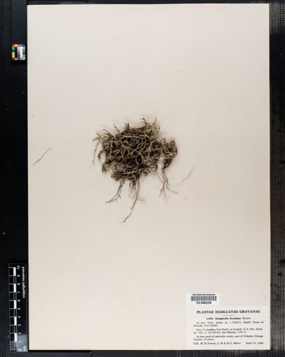 Selaginella