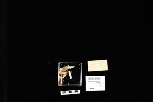 Hylidae