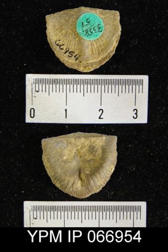 Strophonella reversa