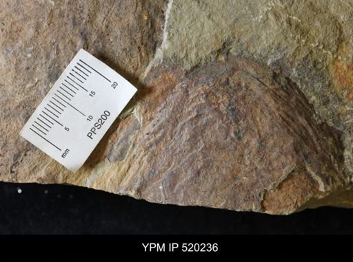 undet. Arthropoda