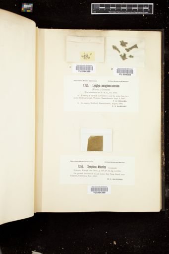 Lyngbya aerugineocaerulea