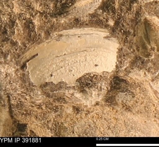 Protocardia sp.