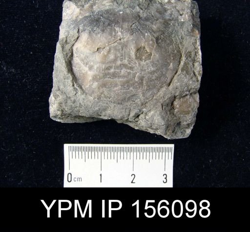 Strophomena planocorrugata
