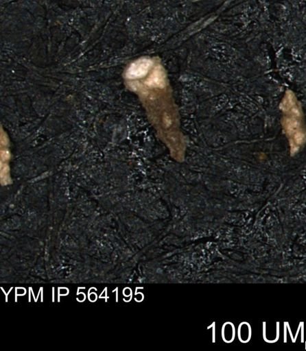 Verneuilina canadensis