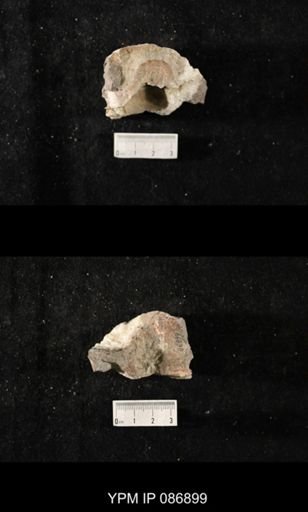 undet. Nautiloidea