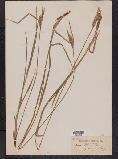 Carex