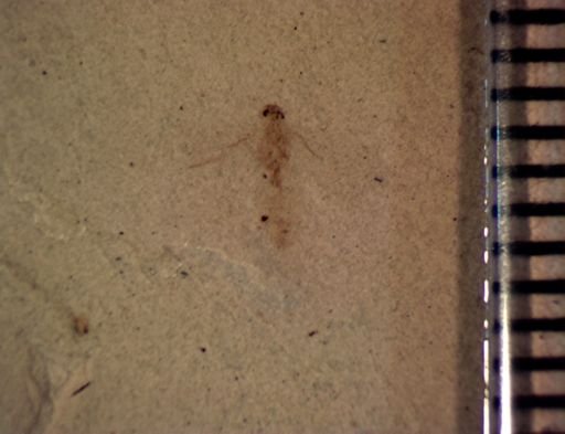 undet. Hymenoptera
