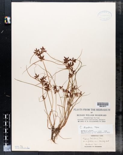 Cyperus diandrus