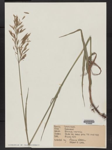 Bromus inermis
