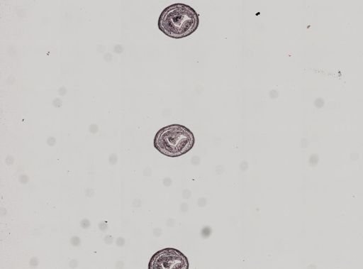 Plagiostomum whitmani
