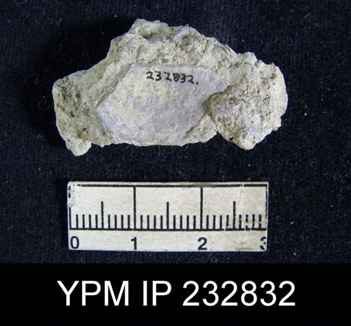 Chonetes granulifer