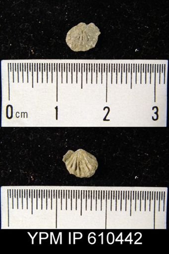 undet. Rhynchonellida