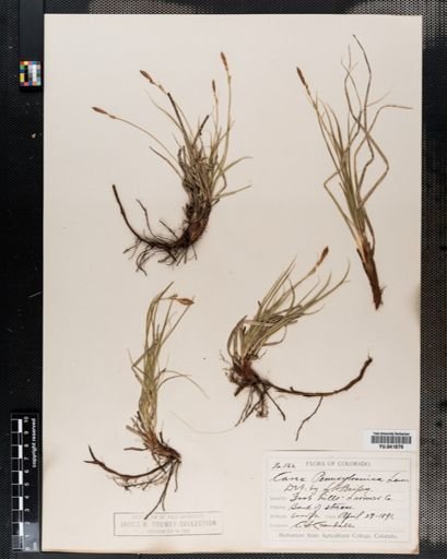 Carex pensylvanica