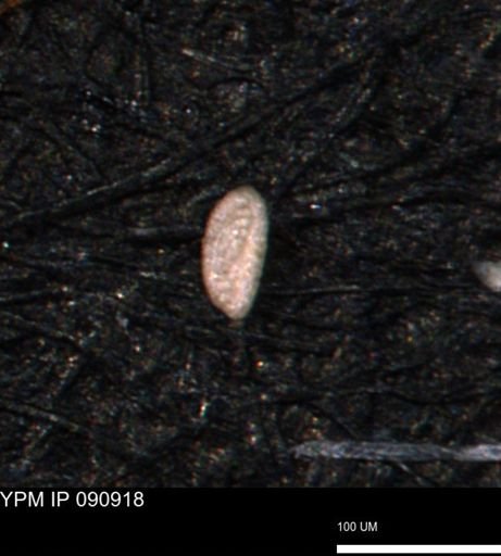 Spirolocammina planula
