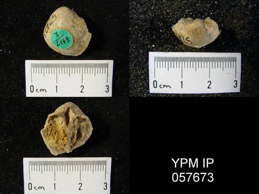 Gypidula multicostata